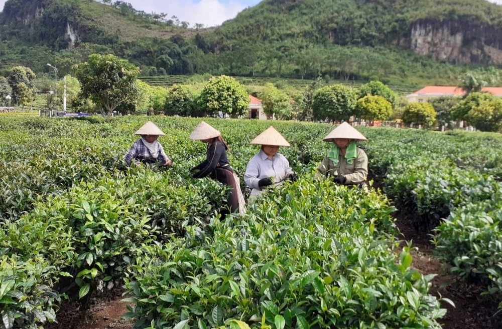 Học tập và làm theo Bác, nông dân thành phố Lai Châu tích cực lao động sản xuất, nâng cao thu nhập.